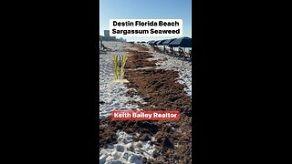 Destin Florida Sargassum On Beaches