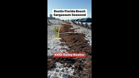 Destin Florida Sargassum On Beaches