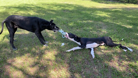 Great Dane Puppy's Funny Tug of Toy Strategy Will Make You Laugh