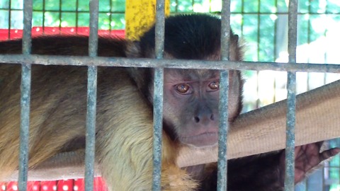 Cute monkey seems sad and tired