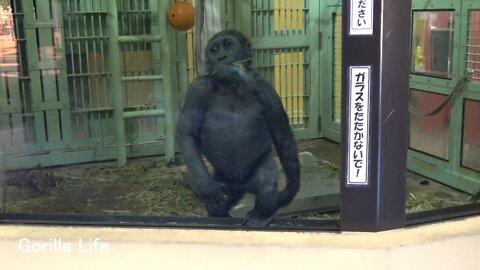 Cute Kintaro! We want him to grow up @ Gorilla