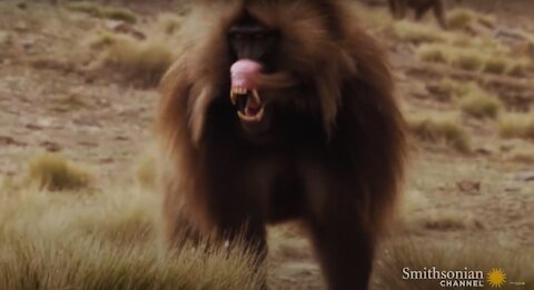 Gelada baboon reacts to being cheated on