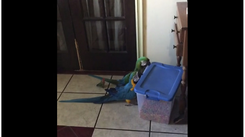 Parrots use teamwork to break into food container