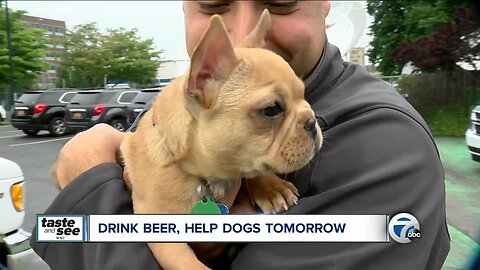 Meet adoptable rescue dogs at 'Chugs for Pugs' in Buffalo