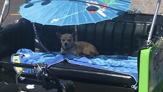 Hot Chihuahua on a Summer Day Listening to Country Music. SO CUTE!