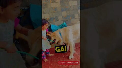 Meri Aadat Hai Tu ❤️🐶#goldenretriever #ytshorts #shost