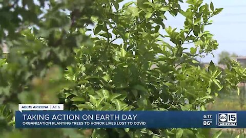 Group to plant 100 trees in S. PHX to help with heat, food