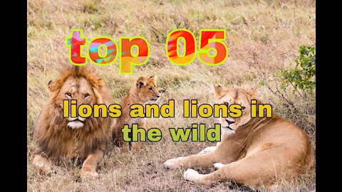 lions and lionesses in animal nature