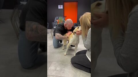 Dog Chiropractor First Calms The Dog and Then Adjusts His Pelvic