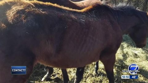 Horse rescues upset sickly animals taken to Fort Collins auction house