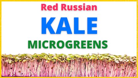 How To Grow Red Russian Kale Microgreens from True Leaf Market