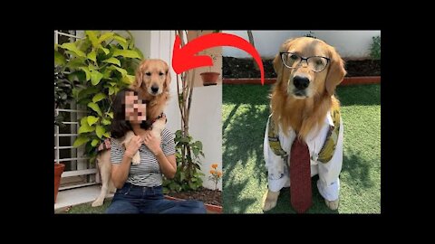 5 Tricks This Dog Can Do!