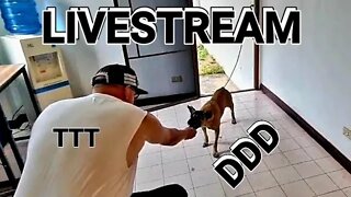 DDD LIVESTREAM