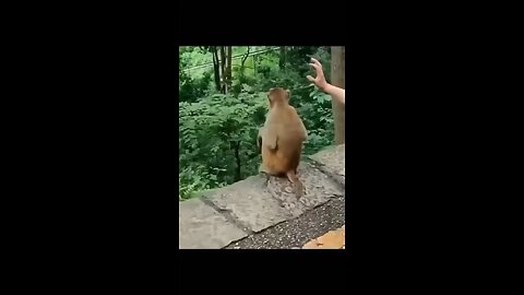 funny animal all time