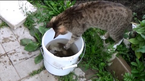Cat steals fish
