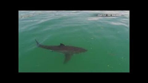 Brutal Shark attacks in humans