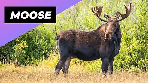 Moose 🦌 The Shocking Size of These Animals
