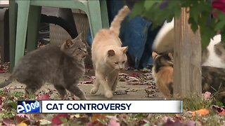 Feral cats frustrate, divide Ashtabula neighbors