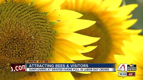 Thousands visit Grinter Farms to see sunflowers bloom on Labor Day weekend