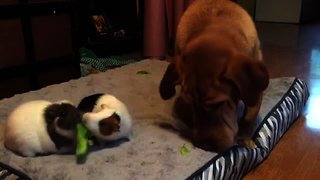 Dog shares tasty snack with guinea pigs
