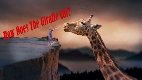 How does a giraffe eat?