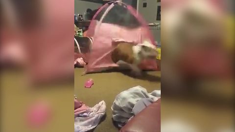 "Bulldog Playing in Toddler Girl's Tent"