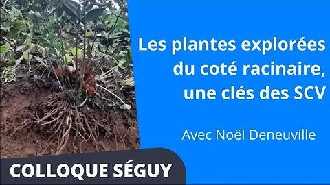 Les plantes explorées du coté racinaire, une des clés des SCV, Noël Deneuville