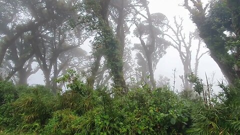 Tropical Rain Sounds #20MinuteTropicalRain (Nature Sounds: Rain in the Forest, Music Therapy)