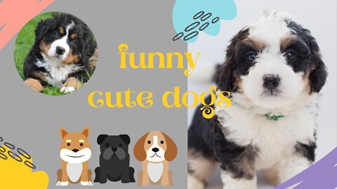 funny cute dog will make you laugh