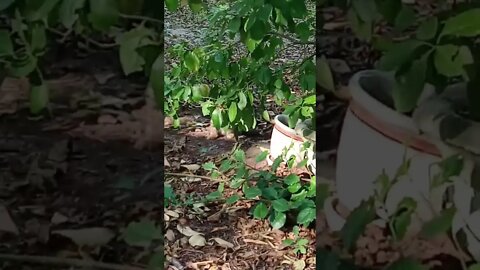 Kitties Munching On Some Leaves