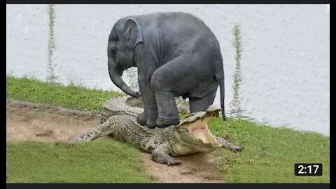 Amazing ELEPHANT Saves Baby Elephant From CROCODILE Hunting😱😱. Animal Hunting Fails