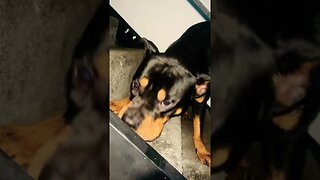 Rottweiler ASMR (Must Watch) #shorts #short #asmr #asmreating #asmrsounds