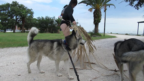 Husky Puppy Attacks Palm Leaves