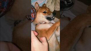 One of the scariest Shiba Inus I've ever met...