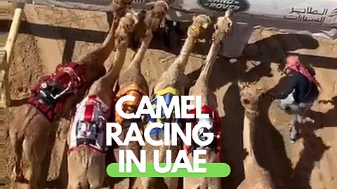 Camel Racing with Robotic Jokeys