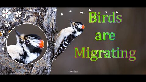 Spring is here when Birds are Migrating North