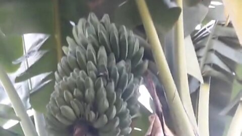 stone banana tree