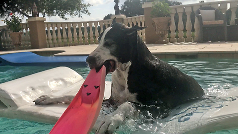 Funny Great Dane Has Fun With Pool Flippers