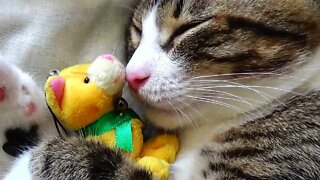 Adorable Kitten and His Toy Cat