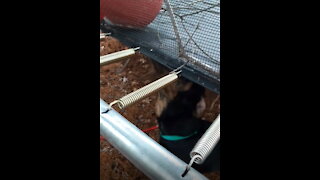 Doberman pops up a ball on a trampoline