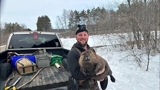 More Spring Beaver Trapping W/ My buddy Ben Ep.29