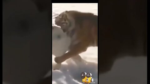 tiger eat dog