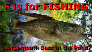 Largemouth Bass at the Pond