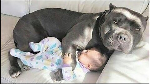 CUTE Nanny Dogs and Babies | Funny Dog loves Baby