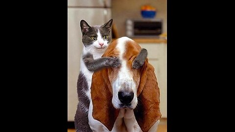 #funny cats and dogs fun. Funny moments recorded. Cuteness overload 🤩