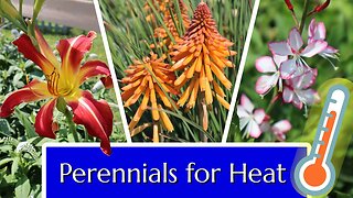 Perennials for Hot Weather