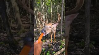 Tug of war with carrot #shorts