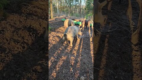 Pigs Anxious for Breakfast @UncleTimsFarm #kärnəvór #carnivore #pigtalk #kärnəvór