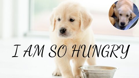 puppy hungry