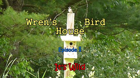 Wren’s Bird House Ep 1 – It’s Wild
